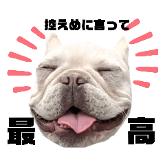 Daily life of dog lovers