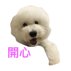 比熊犬～ㄋㄟㄋㄟ