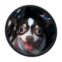 領養代替購買有愛