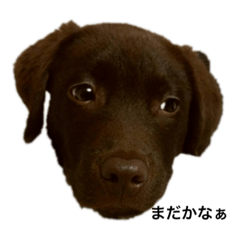 tommy_20220227204345