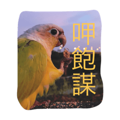 肥肥生活鳥日常