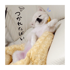 family dog!!!2
