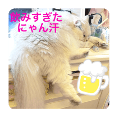 白猫ゆきとレオ②