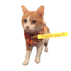 ringo_20220228195824