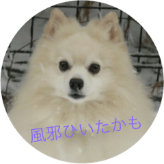 Small Pomeranian