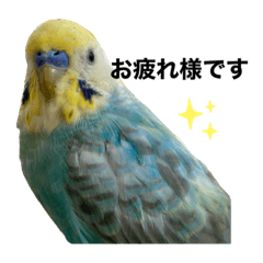 セキセイインコちゃんの日常会話