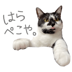 Alice_20220228232342