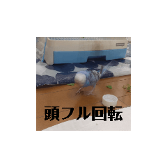 yanagi_20220228211946
