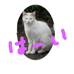 The name of  the stray cat is NORA.