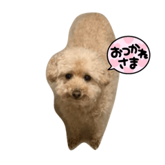 poodle miya