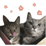 Memory sticker of the cat no.2