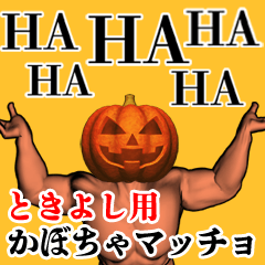 Tokiyoshi Pumpkin macho