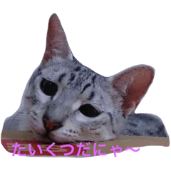 ragdoll and egyptian mau2