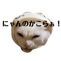 しろねこすこスター①