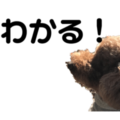 Yukichi the Dog