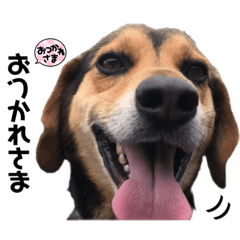 【実写】Nゴン太/エセビーグル犬