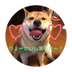 dog   is   shiba