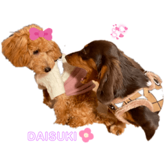 Pom tan_20220302020349