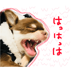 Chihuahua YTI