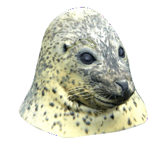 Dandy Seals (photos)