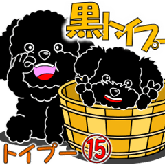Black Toy Poodle 15