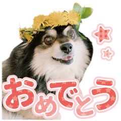 Pomeranian Nana-Chan