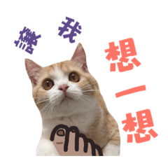 好運喵星人爽任性