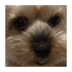 ruby is my dog2.