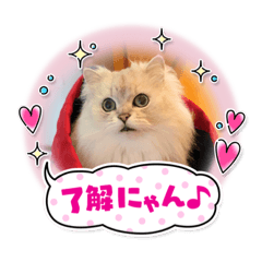 yayoi_20220303084056
