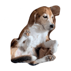 hachi the beagle