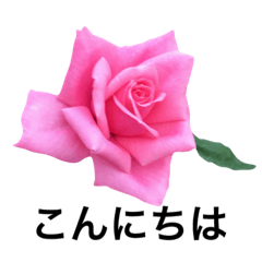 yasuおばさんの薔薇言葉R4-1