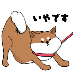 shibainu-shibaken-Hana