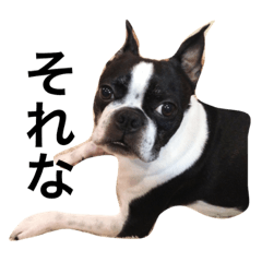Boston terrier GORO