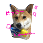 shiba3