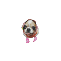 nini粉圓