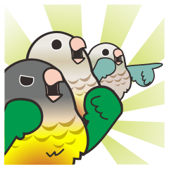 鳥妹愛嘰喳-小太陽鸚鵡們的迷因梗圖