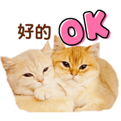 元寶對話
