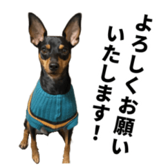 Miniature Pinscher and happy life