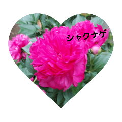 hana_20220303151431
