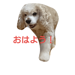 American Cocker Spaniel&nbsp; &nbsp;Everyday