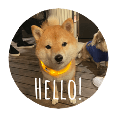 Japanese dogs in ROSTRO