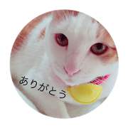 mirochan..