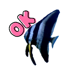 sea animals & hamster