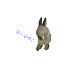 risa_20220304094642