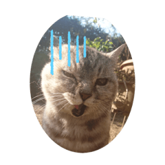 ネコとフェレット