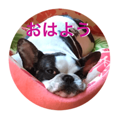 Frenchie2:>