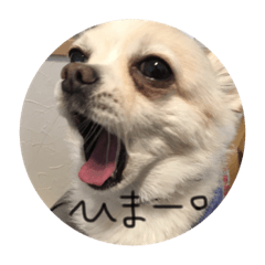 Kotarou the chihuahua