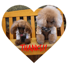 Love...Toypoodle!