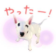 Pitch Miniature Bull terrier