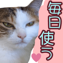 cat photo everyday sticker